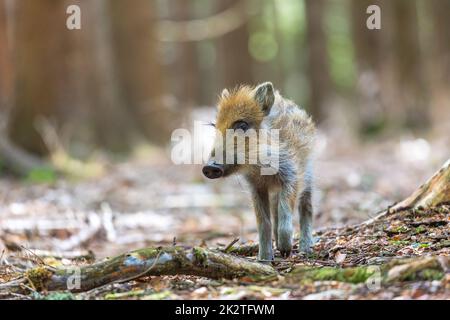 Porträt eines jungen Wildschweins Stockfoto
