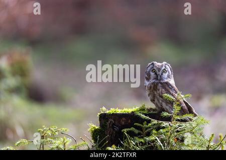 Die kleine Eule posiert allein im Wald. Stockfoto