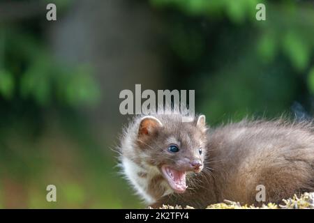 Junger Marder mit offenem Mund Stockfoto