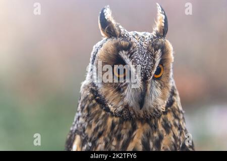 Porträt einer langohrigen Eule-Nahaufnahme. Stockfoto