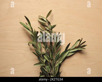 Palmsonntags-Olivenzweig Stockfoto