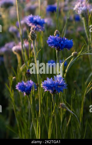 Magnolia Aster Blume wächst in der italienischen Landschaft Stockfoto