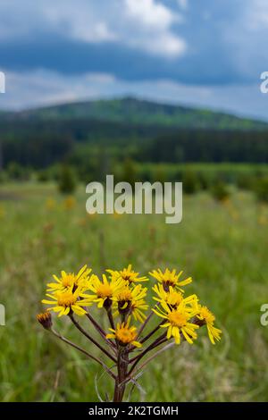 Typische Frühlingslandschaft in der Nähe von Stozec, Nationalpark Sumava, Tschechische Republik Stockfoto