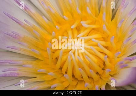 Lila Lotusblume blüht in der Natur Stockfoto