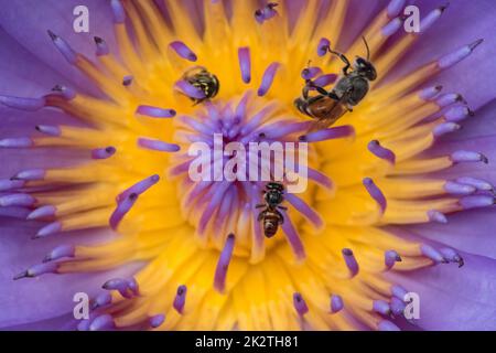 Biene in einem lila Lotus blüht in der Natur Stockfoto