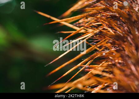 Wassertropfen auf den Ähren von Bäumen in der Natur Stockfoto