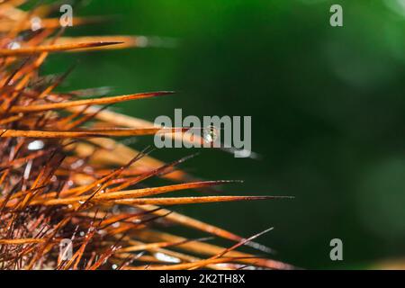 Wassertropfen auf den Ähren von Bäumen in der Natur Stockfoto