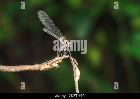 Grüne Libelle auf den Ästen im Naturwald Stockfoto