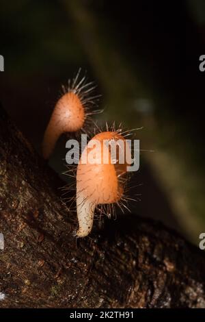 Der Pilzbecher ist orange, rosa, rot, auf dem Boden und totem Holz gefunden. Stockfoto