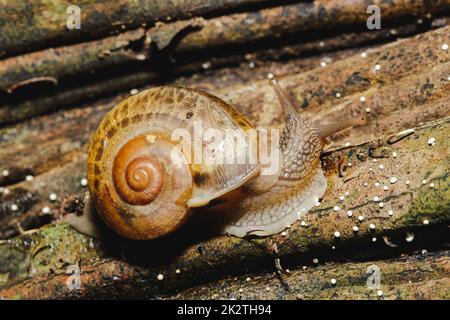 Schnecke am Baum in der Natur werden Schnecken als wirbellose Tiere eingestuft. Stockfoto