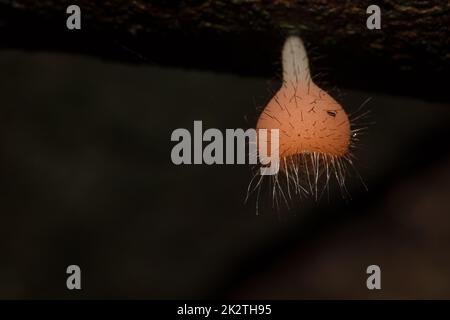 Der Pilzbecher ist orange, rosa, rot, auf dem Boden und totem Holz gefunden. Stockfoto