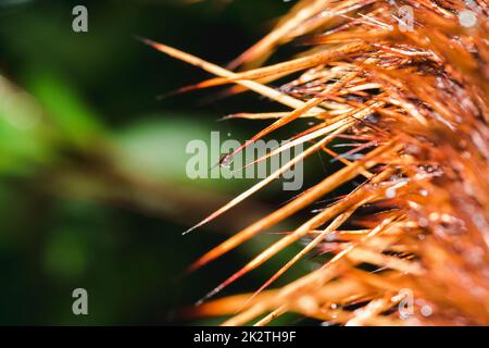 Wassertropfen auf den Ähren von Bäumen in der Natur Stockfoto