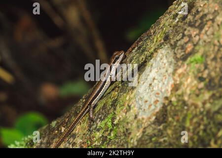 Skink ist auf Bäumen, die häufig in Wäldern gefunden werden. Stockfoto