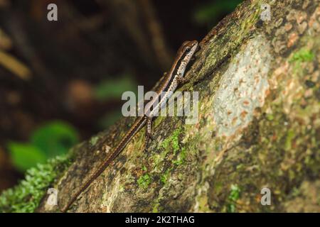 Skink ist auf Bäumen, die häufig in Wäldern gefunden werden. Stockfoto