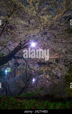 Kirschblüten im Inokashira Park (Inokashira Park). Drehort: Musashino-shi, Tokio Stockfoto