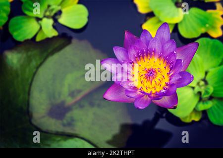 Lila lotus Stockfoto