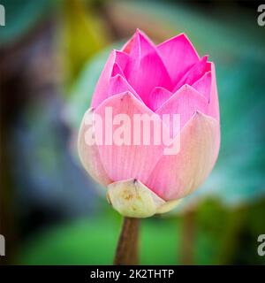 Lotus hautnah Stockfoto