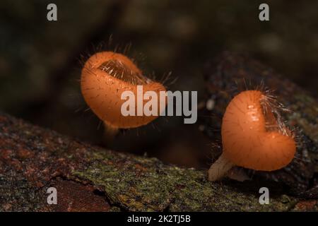 Der Pilzbecher ist orange, rosa, rot, auf dem Boden und totem Holz gefunden. Stockfoto