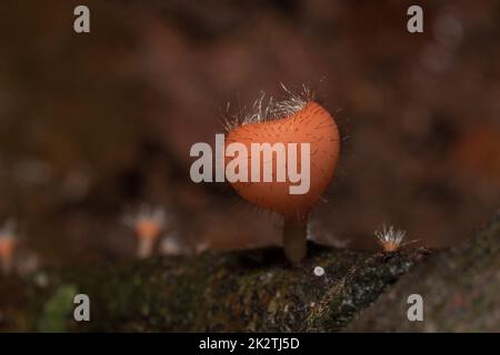 Der Pilzbecher ist orange, rosa, rot, auf dem Boden und totem Holz gefunden. Stockfoto