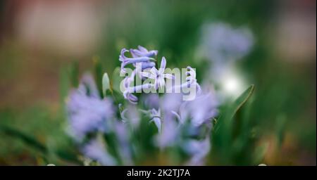 Blühende blaue Hyazinthe im Garten, selektiver Fokus Stockfoto