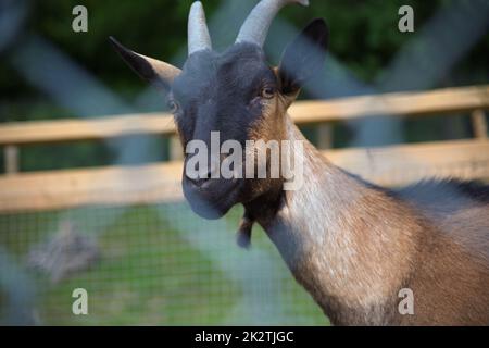 Braune Ziege hinter dem Zaun. Nahaufnahme von Milchvieh Stockfoto