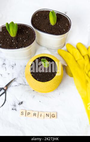 Verpflanzte Hyazinthen in neue Töpfe, vor dem Hintergrund von Gartengeräten, gelbe Handschuhe. Federschriftzug. Stockfoto