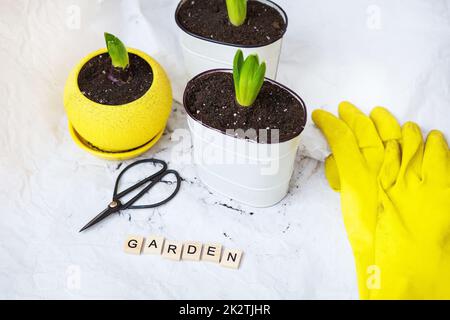 Transplantierte Hyazinthenzwiebeln in neuen Töpfen, vor dem Hintergrund von Gartenwerkzeugen, gelbe Handschuhe. Die Inschrift ist Garten. Stockfoto