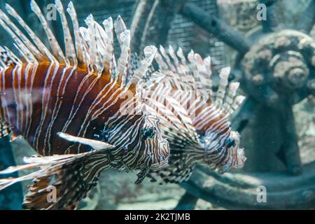 Rote Löwenfische aus nächster Nähe im Meer Stockfoto