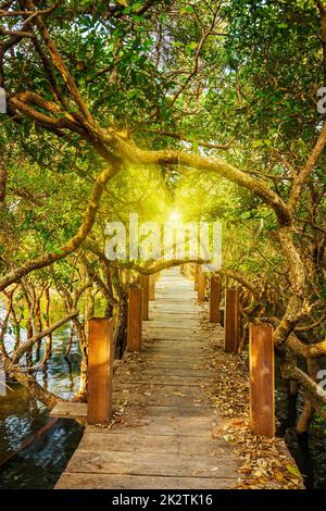 Holzbrücke im überfluteten Regenwald-Dschungel Stockfoto