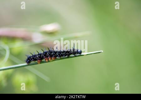 Große schwarze Raupe mit weißen Punkten, schwarzen Tentakeln und orangefarbenen Füßen ist die wunderschöne Larve des Pfau-Schmetterlings, der Blätter und Gras isst, bevor er durch Metamorphose in einen Schmetterling mutiert Stockfoto