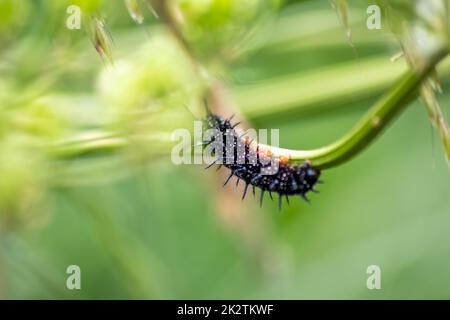 Große schwarze Raupe mit weißen Punkten, schwarzen Tentakeln und orangefarbenen Füßen ist die wunderschöne Larve des Pfau-Schmetterlings, der Blätter und Gras isst, bevor er durch Metamorphose in einen Schmetterling mutiert Stockfoto