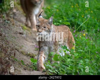 Der eurasische Rotluchs in der Wildnis Stockfoto