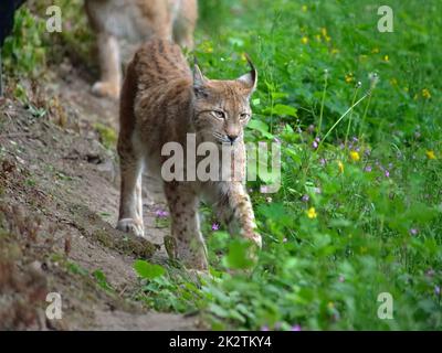 Der eurasische Rotluchs in der Wildnis Stockfoto