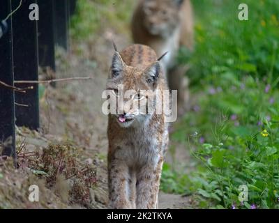 Der eurasische Rotluchs in der Wildnis Stockfoto