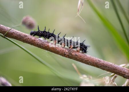 Große schwarze Raupe mit weißen Punkten, schwarzen Tentakeln und orangefarbenen Füßen ist die wunderschöne Larve des Pfau-Schmetterlings, der Blätter und Gras isst, bevor er durch Metamorphose in einen Schmetterling mutiert Stockfoto