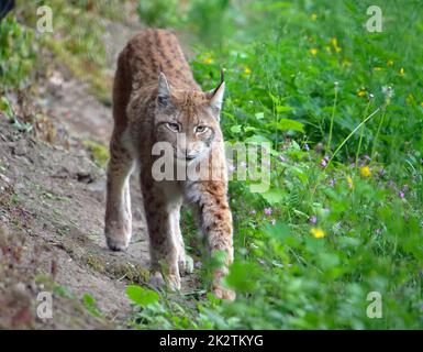 Der eurasische Rotluchs in der Wildnis Stockfoto