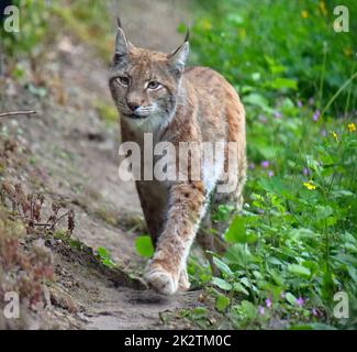 Der eurasische Rotluchs in der Wildnis Stockfoto