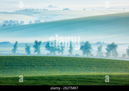 Mährische sanfte Landschaft mit Bäumen am frühen Morgen Stockfoto