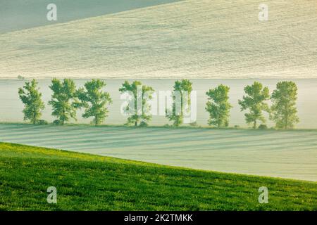 Mährische sanfte Landschaft mit Bäumen am frühen Morgen Stockfoto