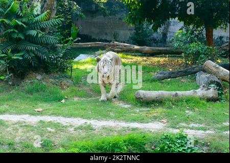 Ein bengalischer Tiger (Panthera tigris tigris) in einem Zoo. Sie gehört zu den größten Wildkatzen, die heute leben. Stockfoto