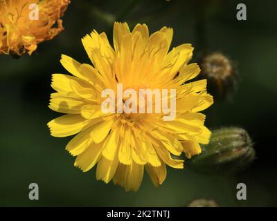 Glatter Habichtsbart, Crepis capillaris, gelbe Blume Stockfoto