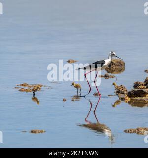 Schwarze Stillinge Himantopus himantopus sind Einzelgänger. Ist ein Shorebird, der am Ufer des Salzwassers und im Salzwasserbecken lebt. Stockfoto