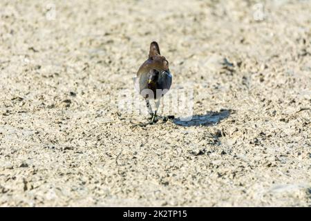 Europäische oder gemeinsame Eisenbahn (Rallus aquaticus) im albufera, See Mallorca, auf der Suche nach kleinen Krebstieren zum Essen Stockfoto