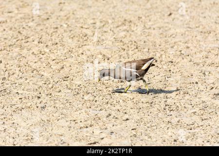 Europäische oder gemeinsame Eisenbahn (Rallus aquaticus) im albufera, See Mallorca, auf der Suche nach kleinen Krebstieren zum Essen Stockfoto