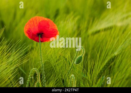 Roter Mohn im Feld Stockfoto