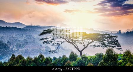 Einsamer Baum auf Sonnenaufgang in Bergen Stockfoto