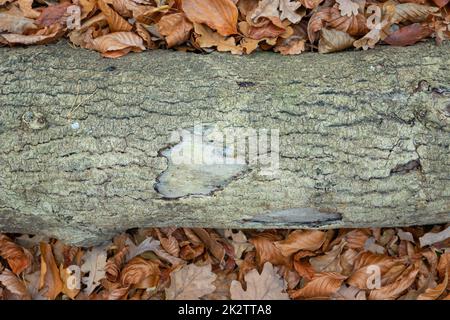 Ein alter Baumstamm liegt zwischen den Blättern Stockfoto