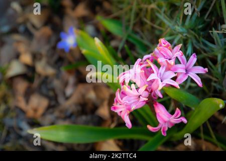 Kleine rosa Blumen im Garten, Blick auf den Frühling Stockfoto