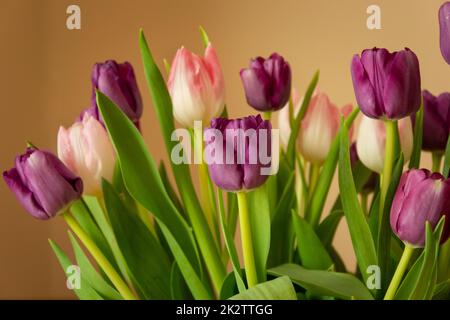 Strauß aus rosa-lila Tulpen und beigefarbenem Hintergrund Stockfoto
