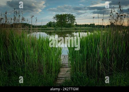 Eine hölzerne Fußgängerbrücke in dichtem Schilf am Seeufer Stockfoto